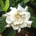 White Fragrant Gardenia Live Plant 2 Gallon Pot P5638