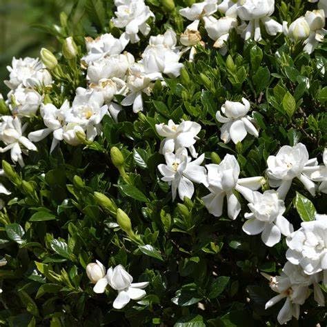 White Fragrant Gardenia Live Plant 2 Gallon Pot P5638