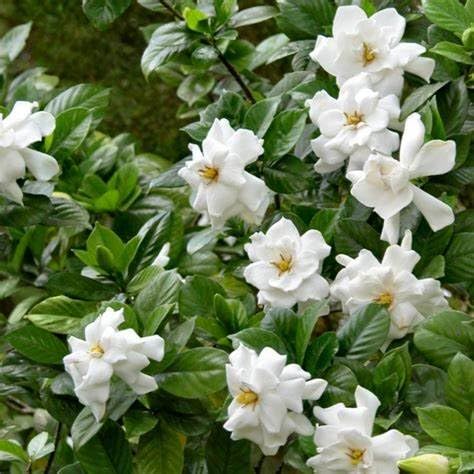 White Fragrant Gardenia Live Plant 2 Gallon Pot P5638