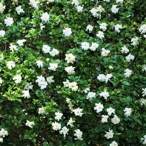 White Fragrant Gardenia Live Plant 2 Gallon Pot P5638