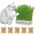 Hydroponic Cat Grass Grow Kit with 5Pack Non GMO Seeds N493