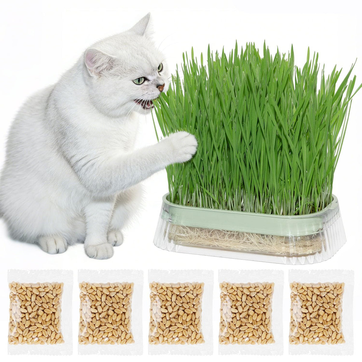 Hydroponic Cat Grass Grow Kit with 5Pack Non GMO Seeds N493
