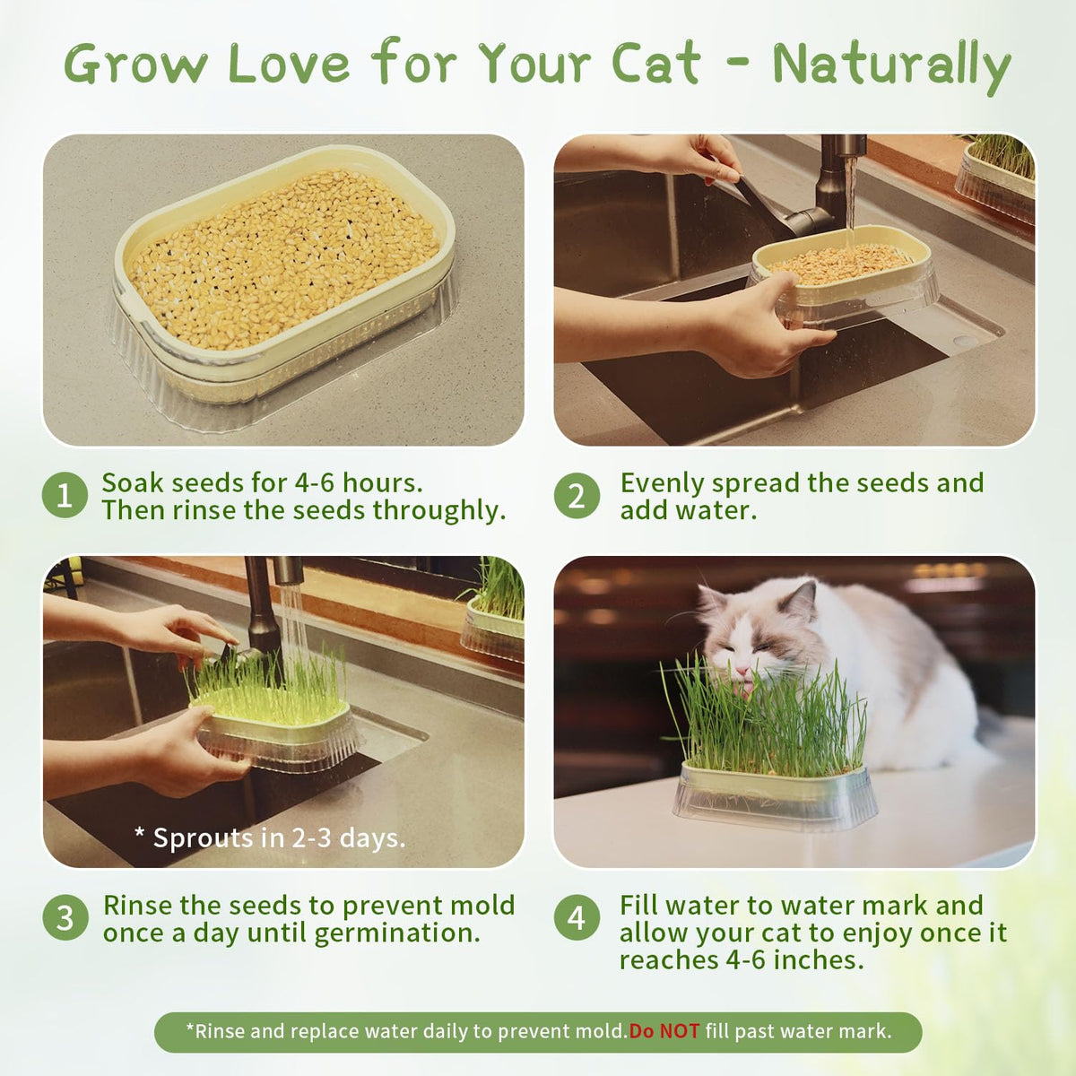 Hydroponic Cat Grass Grow Kit with 5Pack Non GMO Seeds N493