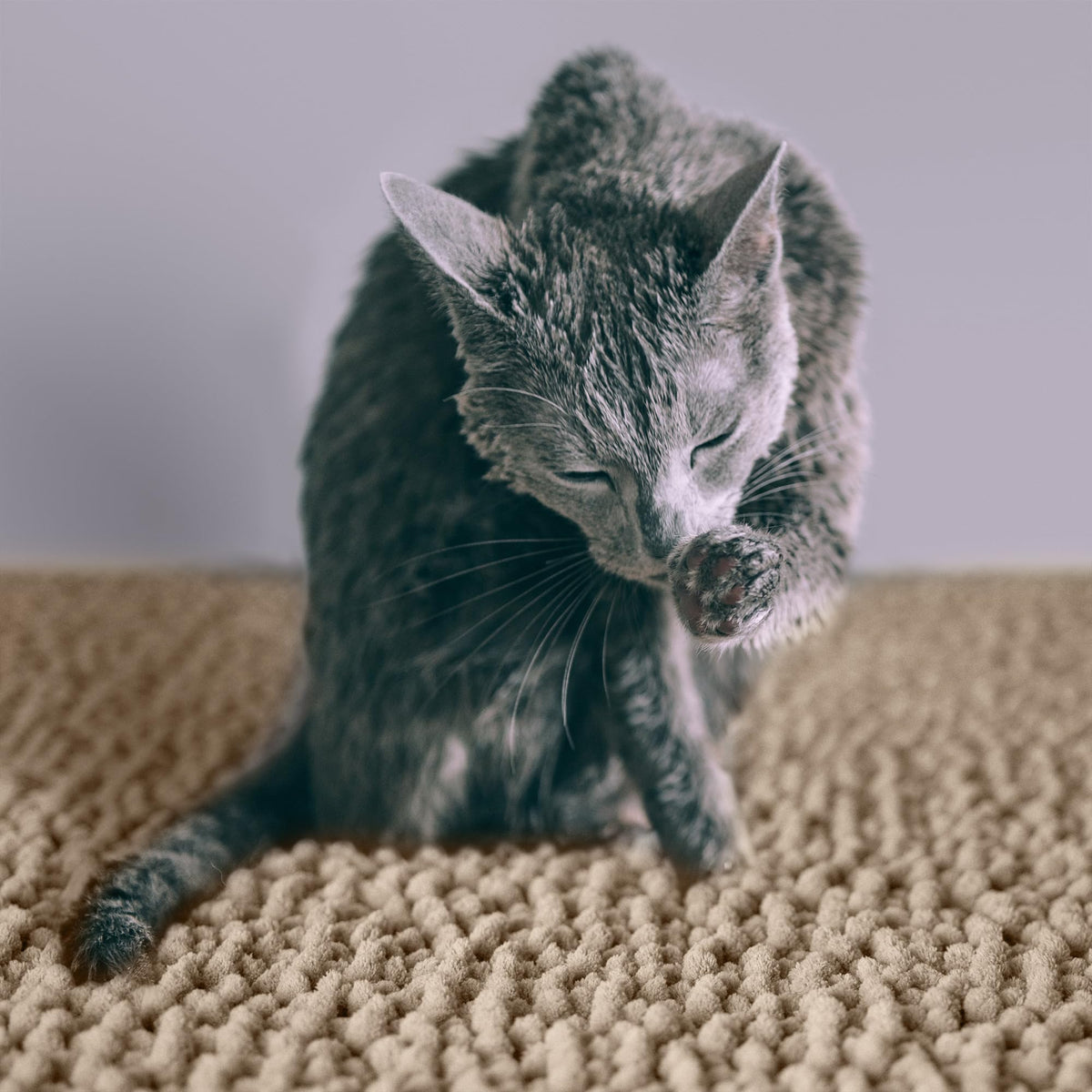 Super Absorbent Waterproof Non Slip Cat Litter Mat G938772